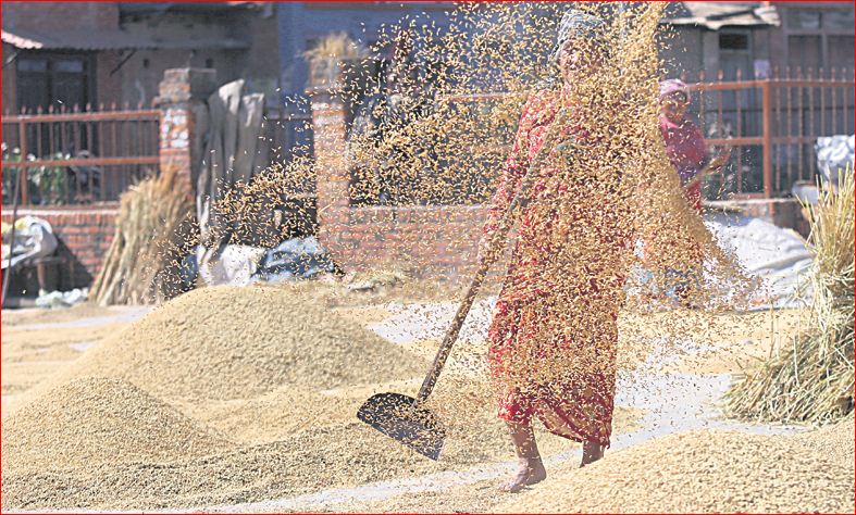धानमा पनि सिन्डिकेटः सरकारले तोकेको मूल्य पाएनन् किसानले