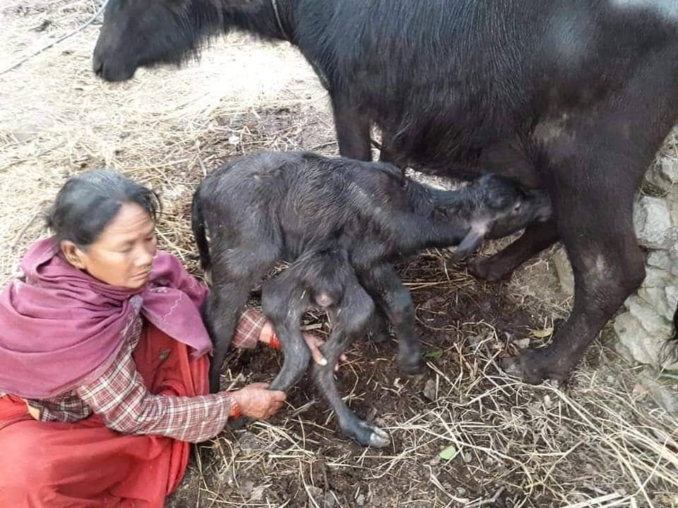 ६ खुट्टे पाडो जन्मिएपछि…