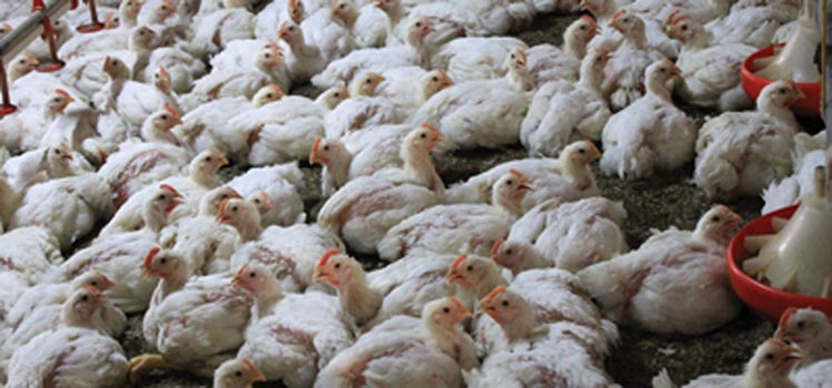 काठमाडौँमा पनि बर्डफ्लु देखियो