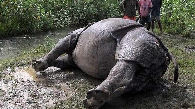 यस वर्ष प्राकृतिक कारणले ३९ गैँडा मरे