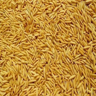 मूल्य निर्धारणसँगै  धान बेच्न पालो कुर्दै किसान