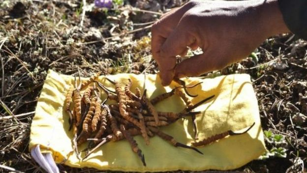 स्वास्थ्यबारे सामान्य ख्याल पनि गर्दैनन् यार्सा टिप्न जानेहरू