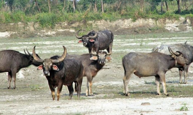 अर्ना संरक्षित क्षेत्रमा बोरिङबाट पानी आपूर्ति