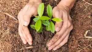 राष्ट्रिय वृक्षरोपण दिवसः चार करोड बिरुवा रोप्ने तयारी