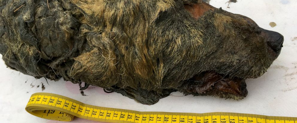 रुसमा ‘३२ हजार बर्ष’ पहिलेको ब्वाँसोको टाउको भेटियो