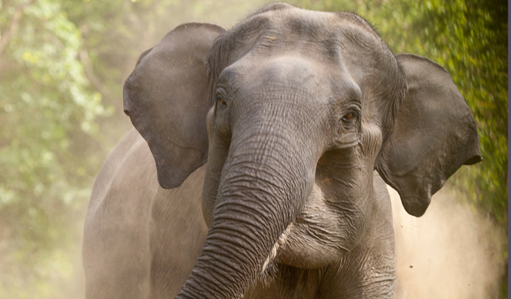 दमकको उत्तरी क्षेत्रमा हात्ती आतङ्क