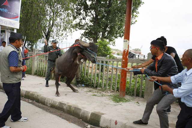 न्यूरोडमा राँगोमाथि प्रहरीको गोली