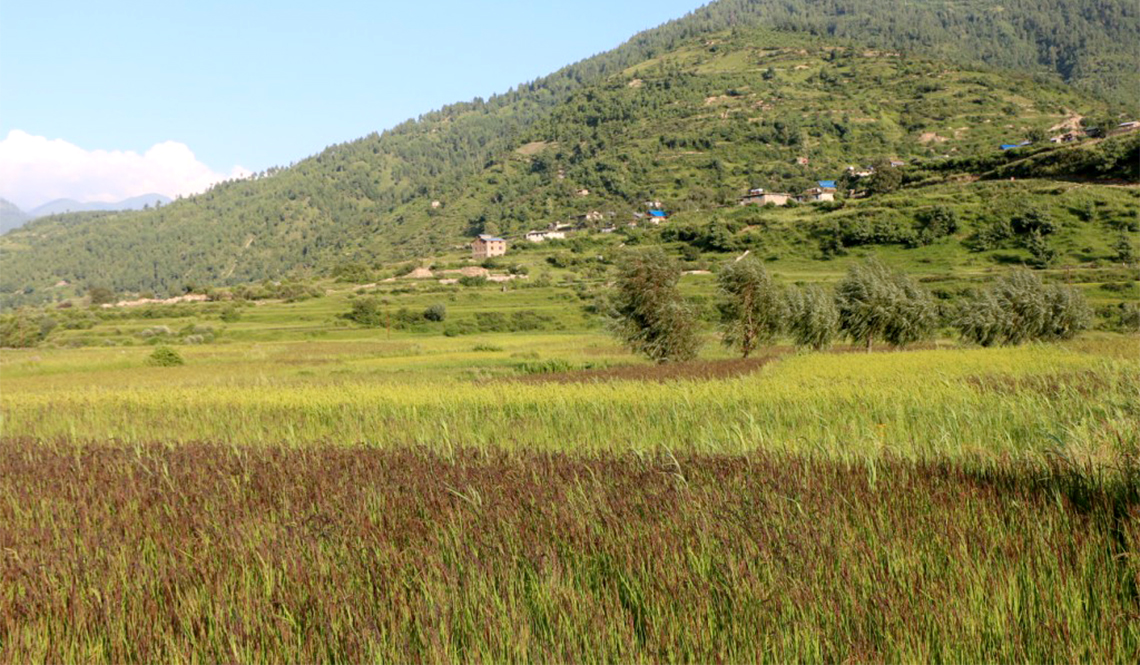 जुम्लाका किसानलाई कालीमार्सी धान भित्र्याउन भ्याइनभ्याई