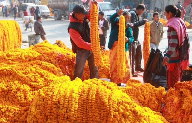 तिहारमा २५ माला खपत हुने, सयपत्री भारतबाट आयात गर्नुपर्ने