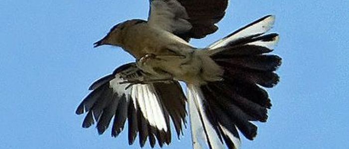 कोशीटप्पुमा दुर्लभ सेतो पेटे रानी चरी भेटियो