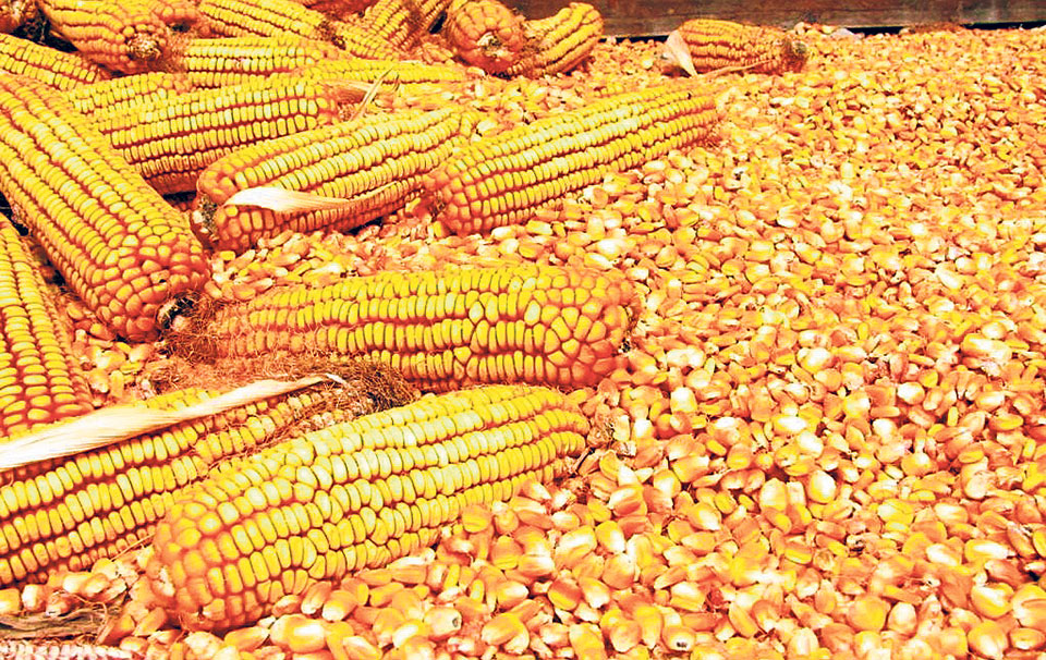 मकैले उचित मुल्य पाएन, सर्लाहीका किसान निराश