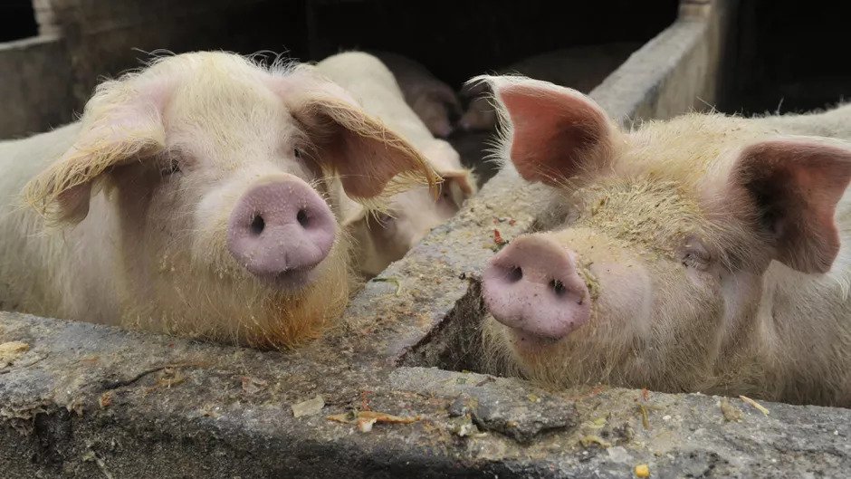 चिनमा सुंगुरबाट सर्ने अर्को भाइरस फेला, विश्वमा महामारी फैलन सक्ने खतरा !