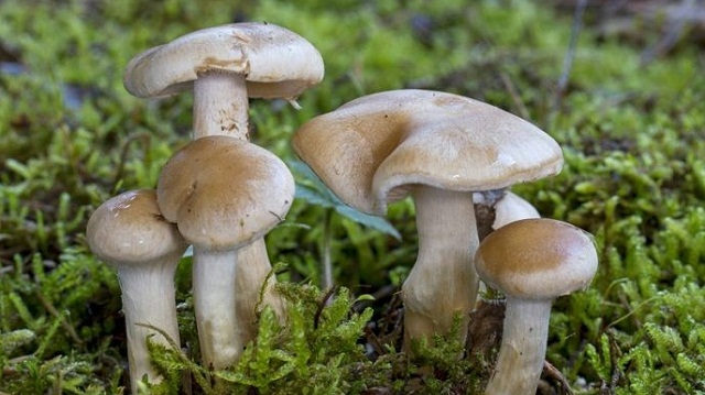 विषालु च्याउ खाएर जाजरकोटमा ३ बर्षीया बालिकाको मृत्यु, ८ जना गम्भिर बिरामी