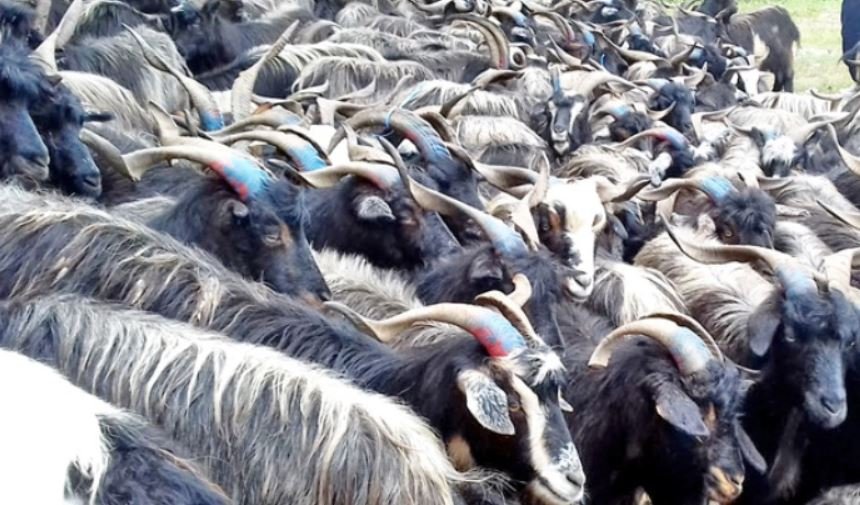 सैपालको च्याङ्ग्राः पोखरामा बजार