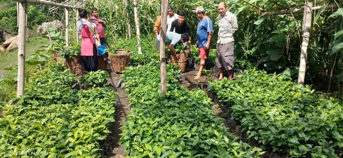 वैत्येश्वरका तीन वडालाई कफी पकेटक्षेत्र बनाइँदै