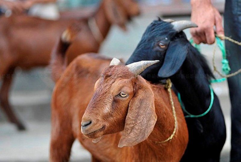 पहिरो प्रभावित दलित परिवारलाई बाख्रा वितरण
