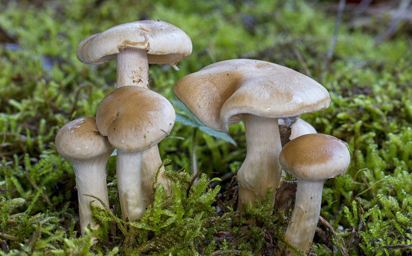 जङ्गली च्याउ खाँदा एकको मृत्यु