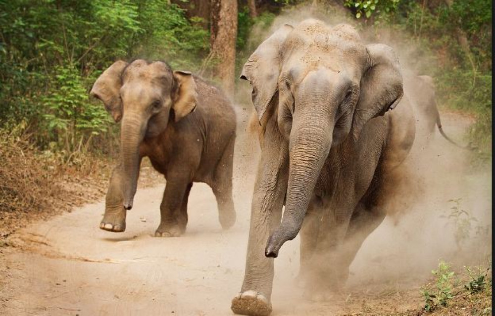 हात्तीको आक्रमणबाट आमा छोरीको मृत्यु