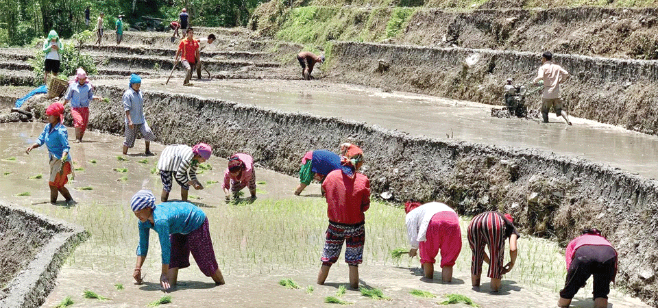 महामारीबीच रोपाइँको याम शुरु