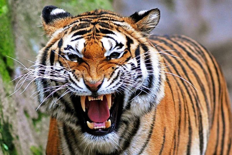 बाघको आक्रमणबाट एक घाइते