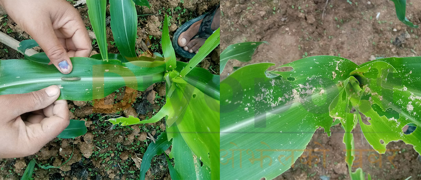 मकैबालीमा किराले सताएपछि धादिङ गल्छीका किसान हैरान