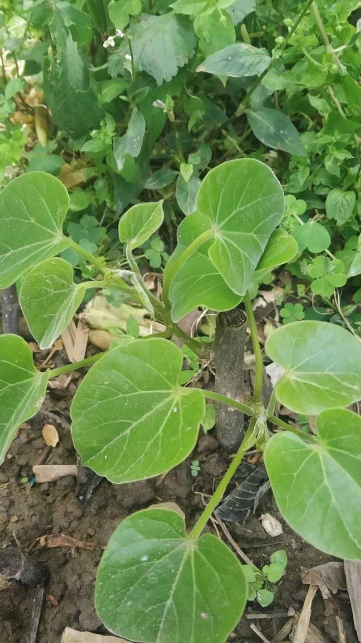 गोदावरी र पाँचखालमा ७०० गुर्जो रोपण