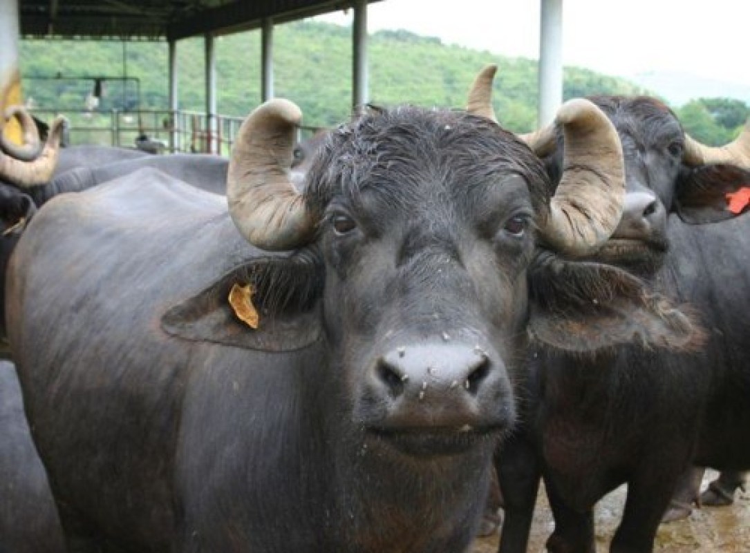 भारतीय चोरले लुटेका १२ वटा भैँसी सशस्त्र प्रहरीले फिर्ता ल्यायो