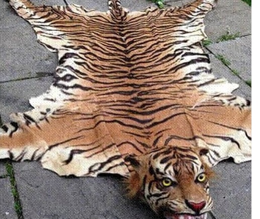 पाटेबाघको छालासहित २ जना पक्राउ