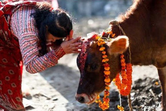 आज गाई, गोरु र कृषकको पुजा
