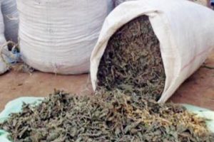 बारामा अवैध लागूऔषध गाँजा बरामद