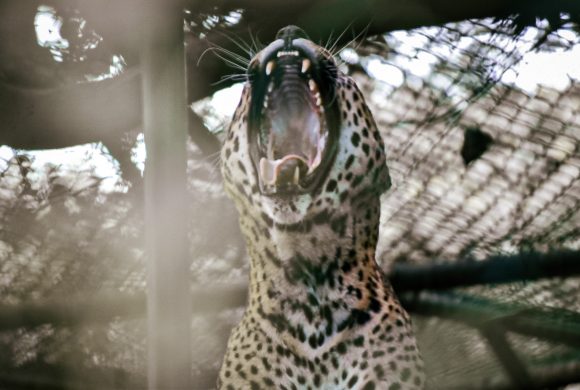 चितुवाको आक्रमणबाट बन्दीपुरमा ११ वर्षीया बालिकाको मृत्यु