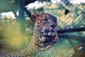 फोटोमा हेर्नुहोस् जावलाखेलस्थित सदर चिडियाखानाका जनावरहरु