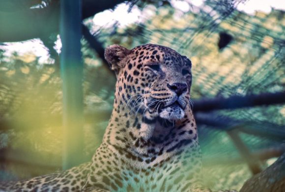 फोटोमा हेर्नुहोस् जावलाखेलस्थित सदर चिडियाखानाका जनावरहरु