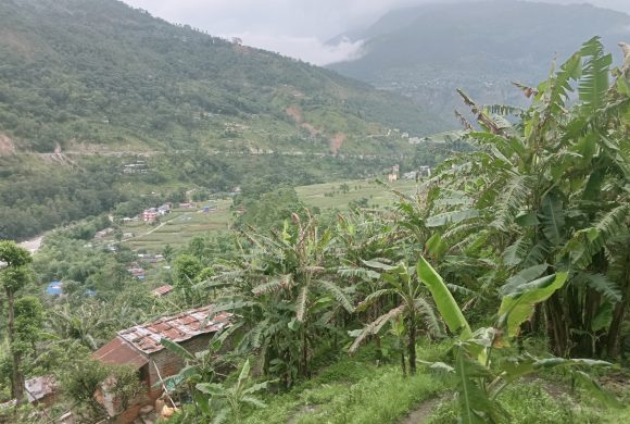 केरा खेतीले दियो नसोचेको सफलता