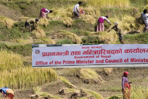 किसानले बाली भित्र्याउने  बेला निर्वाचन घोषणा : किसान संगठनद्वारा सरकारको निर्णयको स्वागत !