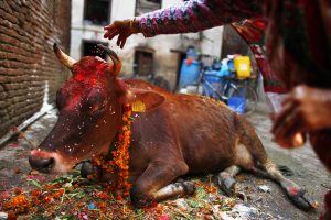 यमपञ्चकको चौथो दिन आज गाई पूजा