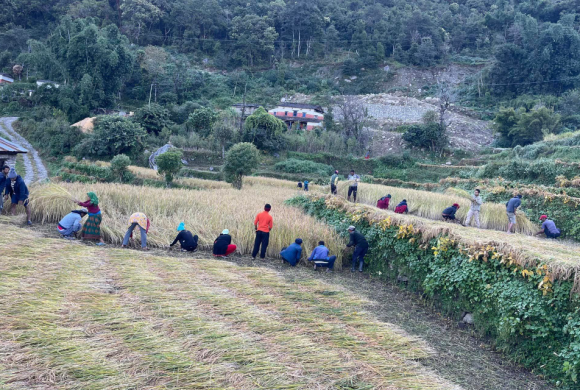 खेतबारीमै मतदातालाई भेट्दै उम्मेदवार, मतदातालाई कामको चटारो !