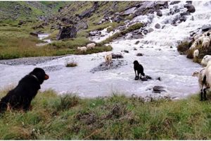 कुकुरः सहरमा सौखिनका मायालु, गाउँमा गोठालाका हेरालु