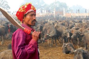 कङ्कालिनी भगवती मन्दिरमा छ सय ६९ राँगाको बलि चढाइयो