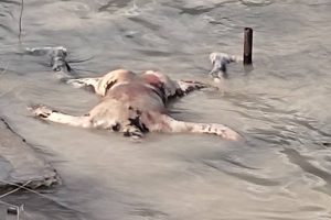 हातमा डोरीले बाँधेको अवस्थामा भेटियो भेरी नदिमा शव : स्थानिय त्रसित !