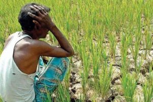 ‘मल र बीउ उपलब्ध गराउनेलाई भोट’