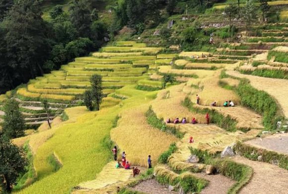 आम निर्वाचन २०७९ः किसान खेतमा, चुनावी पर्चा घरमा