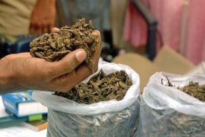 उदयपुरमा १२० किलो गाँजा बरामद