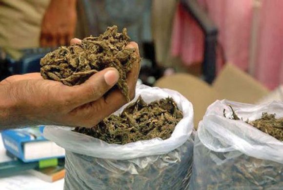 उदयपुरमा १२० किलो गाँजा बरामद