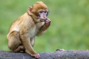बाँदरको उपद्रो बढेपछि खाली हुनथाले बस्ती !