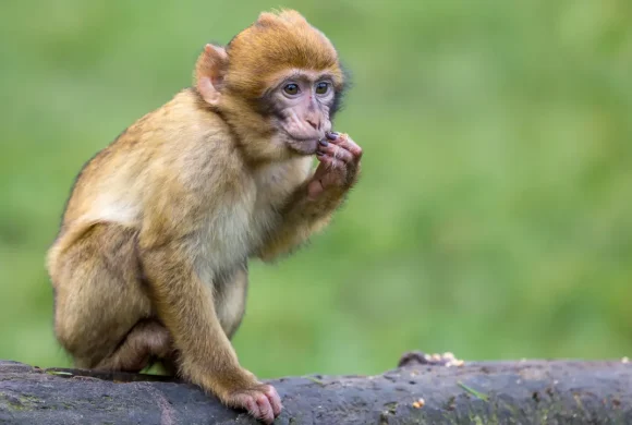 बाँदरको उपद्रो बढेपछि खाली हुनथाले बस्ती !