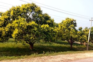 आँपमा मधुवा रोग लागेपछि किसान चिन्तित