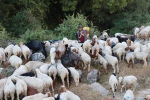 जङ्गलमै बित्छ ढोरपाटनका भेडा गोठालाको जीवन
