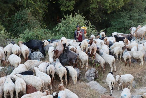 जङ्गलमै बित्छ ढोरपाटनका भेडा गोठालाको जीवन