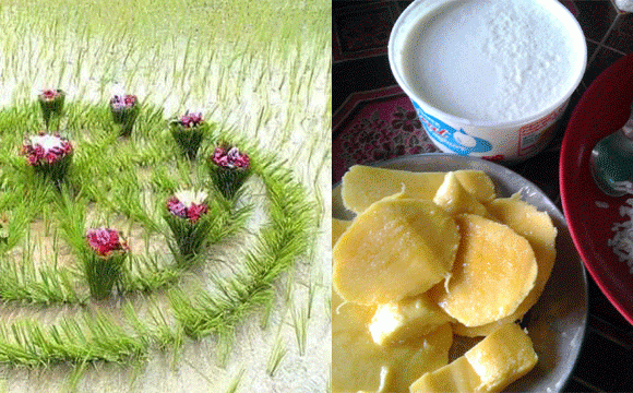 आज धान दिवस मनाइँदै